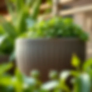 Textured Ceramic Pot with Lush Greenery Close-up of a textured ceramic large pot with lush greenery