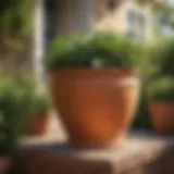 Elegant large terracotta pot in a sunny garden setting