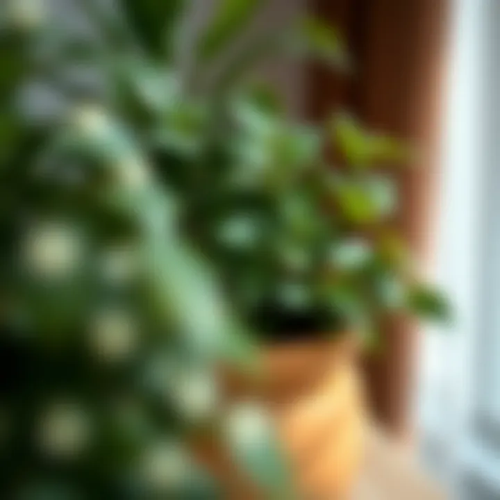 Close-up of a flourishing potted plant