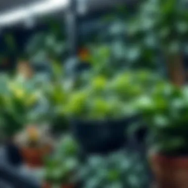 Diverse Range of Artificial Plants Diverse range of artificial plants on display