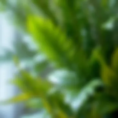 Realistic Textures of Faux Plants Close-up of realistic faux plant textures