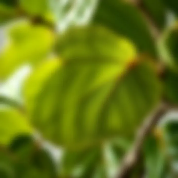 Nature Inspired: Detail of Faux Fig Leaves Close-up of the detailed leaves of a faux fig tree