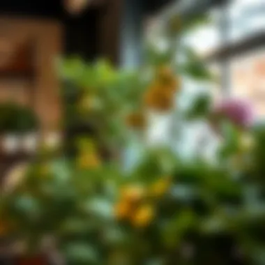 Diverse Choices: Exploring Faux Fig Tree Varieties Selection of different artificial fig trees in a decor shop