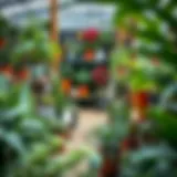 A vibrant local nursery filled with diverse indoor plants showcasing various species and arrangements.